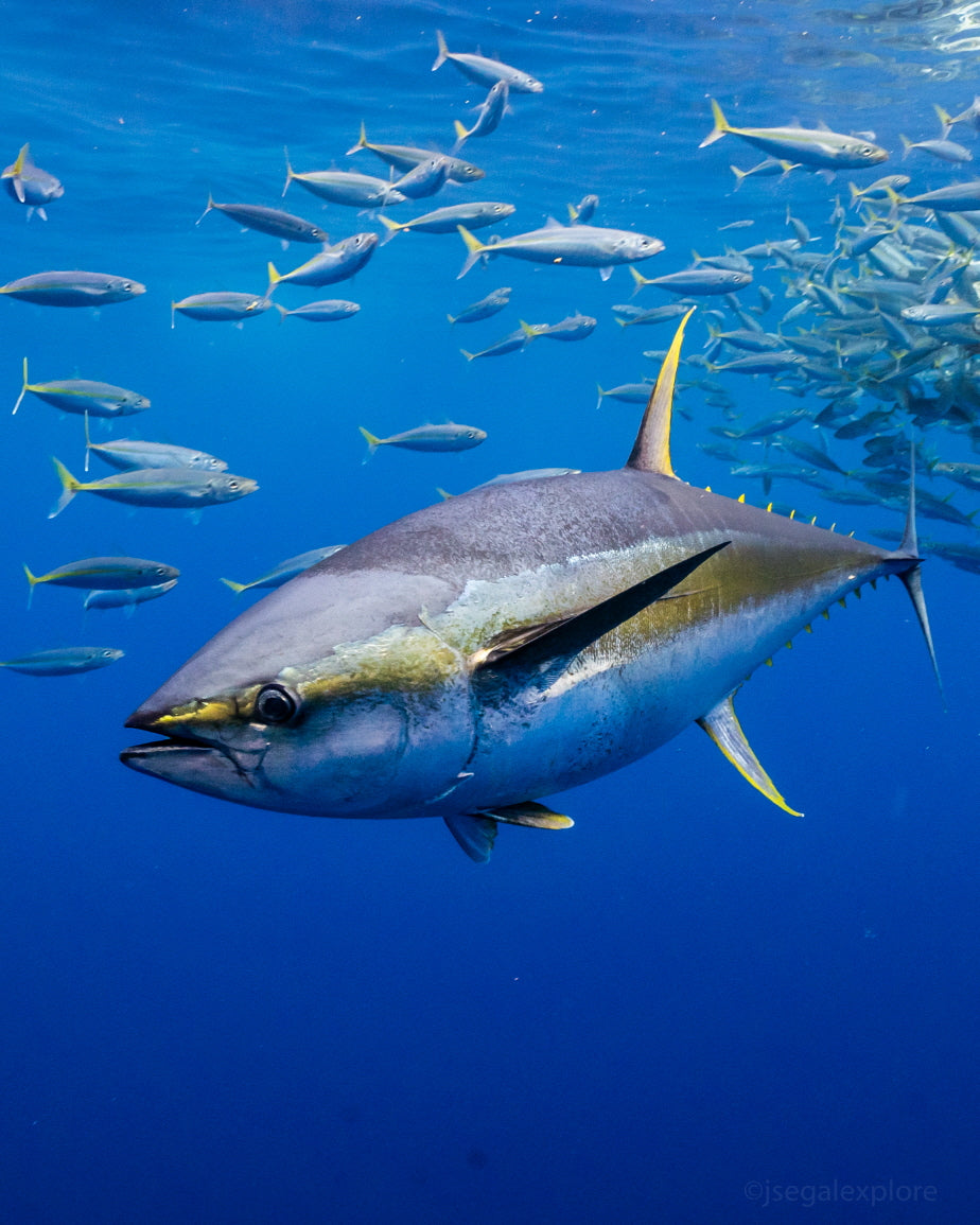 Yellowfin Tuna Saku
